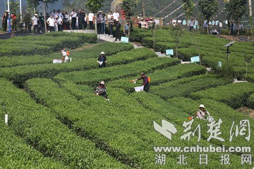 PG电子下载湖北竹山：机械采收大宗茶 让“废叶”变“金叶”(图2)