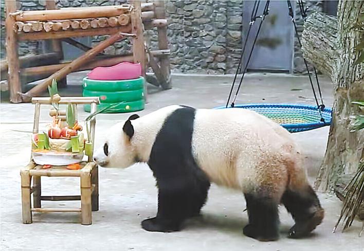 在神农架生活8年 大熊猫“奥运”16岁了