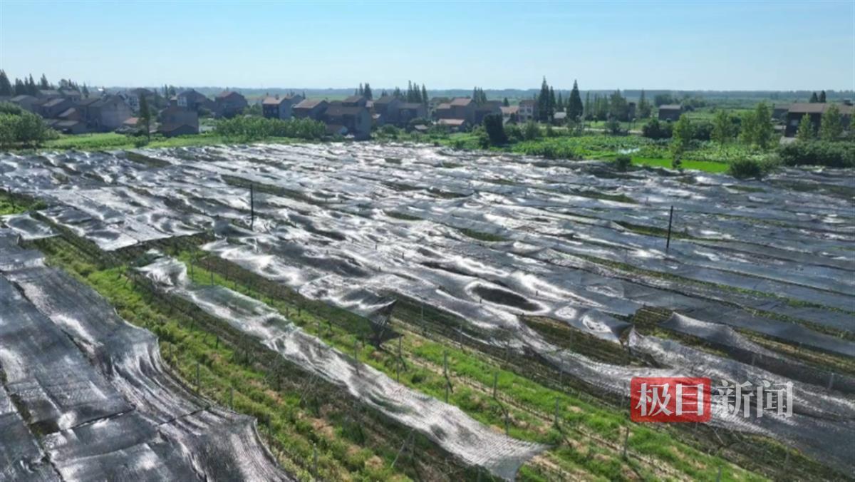 一地两用增产又增效，湖北江陵探索生姜与粮食作物套种模式