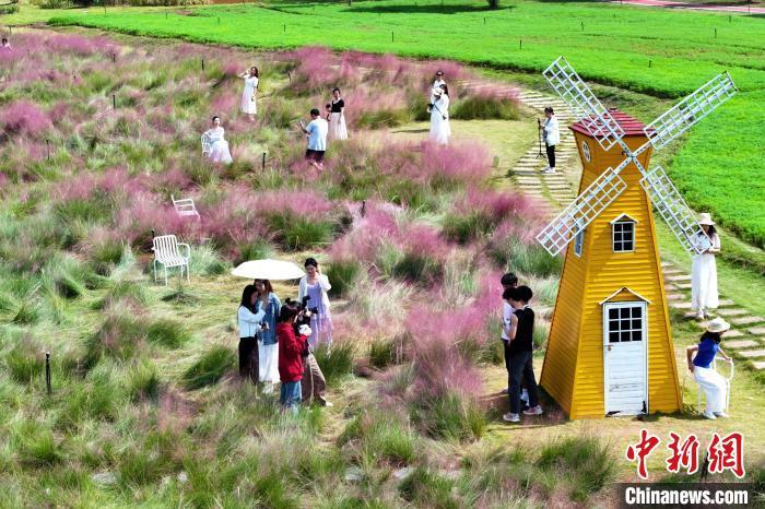 怎么描述秋天的粉黛乱子草 7e9925efe8772ed9a1fc78158320a37a.jpeg