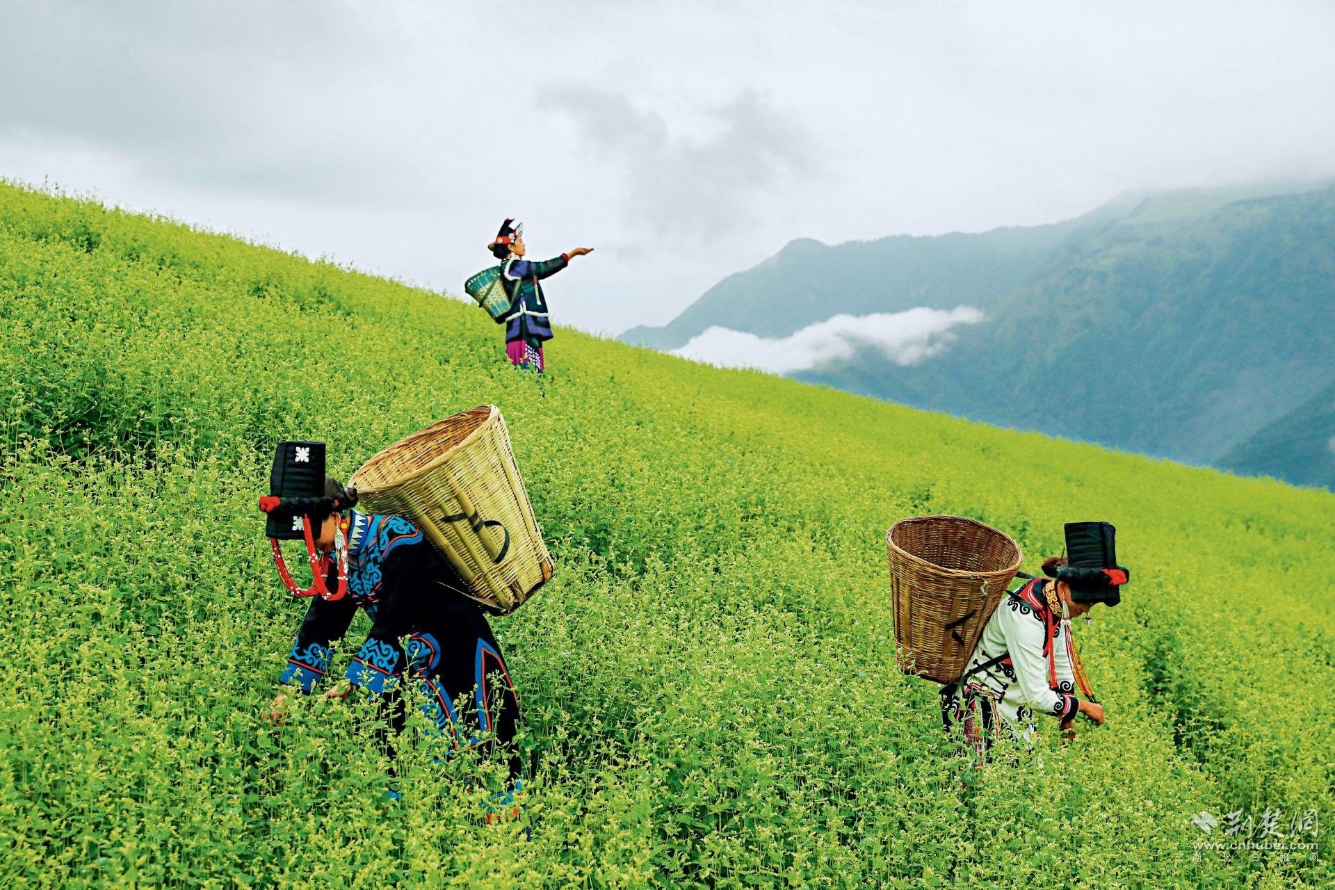 劲牌四川大凉山苦荞麦基地.jpg.jpg