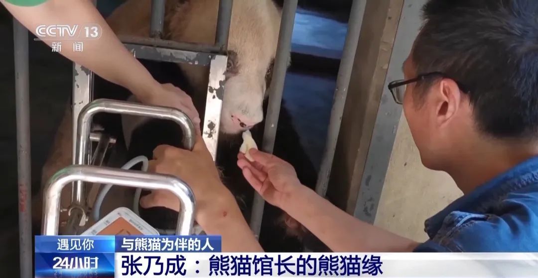 重庆大熊猫爱吃啥子?当然是“huo go”~