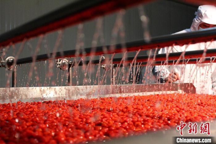 2024年柴达木枸杞全产业链产值达150亿元(图1)