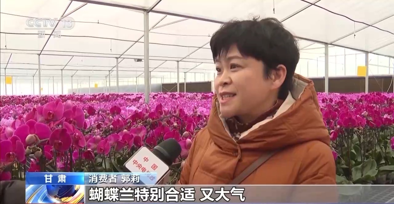 蝴蝶兰杜鹃水仙……美嘉体育春节临近 你买花了吗？(图4)
