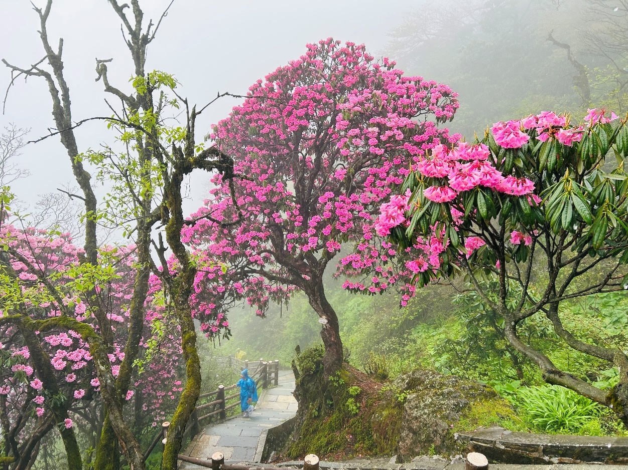 花绽峨眉6686体育入口 首届峨眉山中国传统插花艺术作品展吸引大批游客云集打卡(图2)