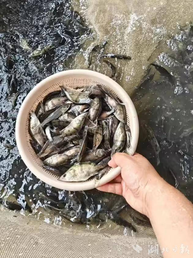 “武农1号”！武汉鳜鱼新品种全国重点推广(图2)