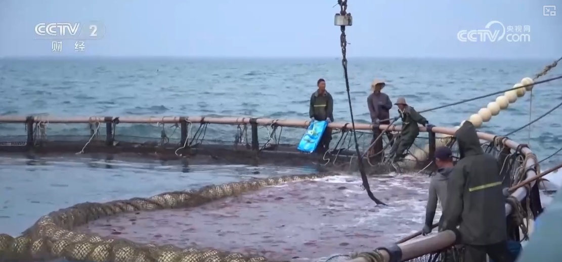 鱼跃水清冬捕忙！深海网箱养殖成海洋经济亮点(图3)