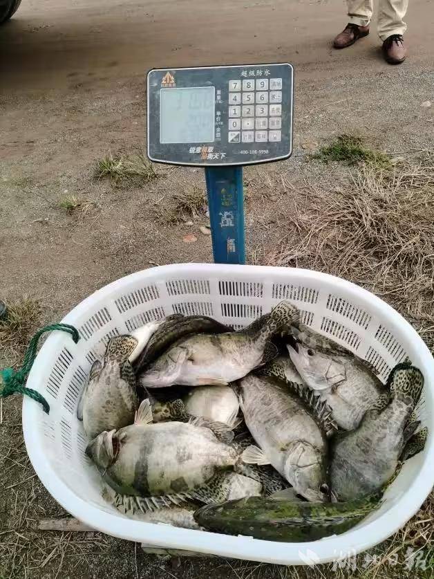 “武农1号”！武汉鳜鱼新品种全国重点推广(图3)