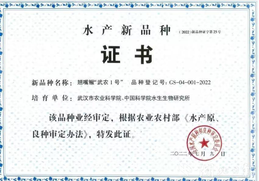 “武农1号”！武汉鳜鱼新品种全国重点推广(图1)