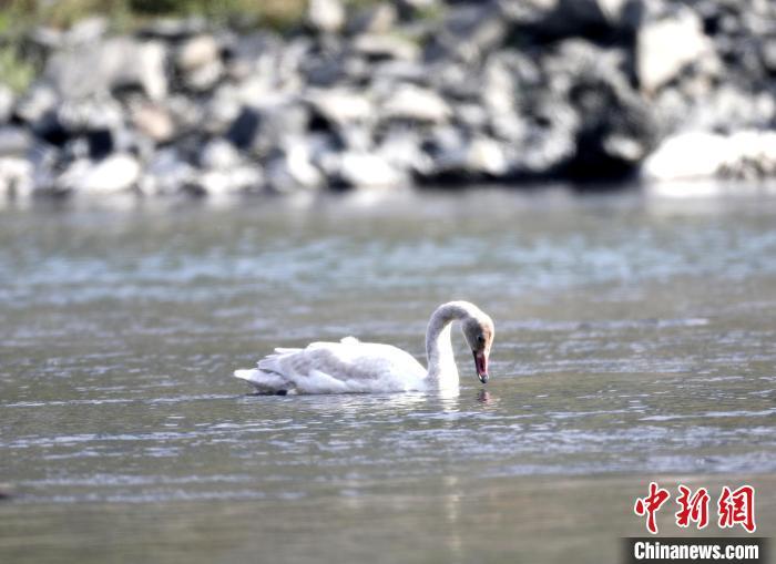 小天鹅在湖北竹山“休整”觅食一竞技(图2)