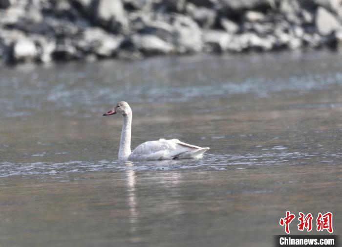 小天鹅在湖北竹山“休整”觅食一竞技(图1)