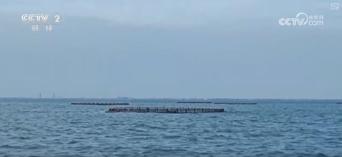 鱼跃水清冬捕忙！深海网箱养殖成海洋经济亮点(图2)