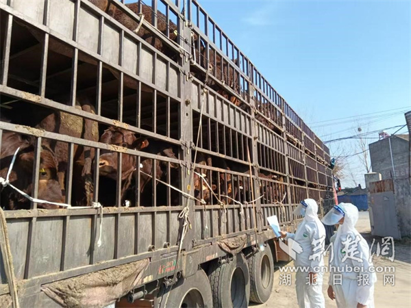 40头活牛检疫合格后装车启运.jpg