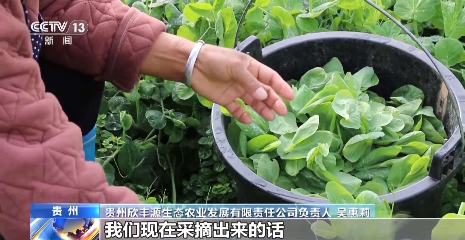 过年菜篮子“水灵灵” 大山里“豆贝”和沙漠里蔬菜都上线了(图1)