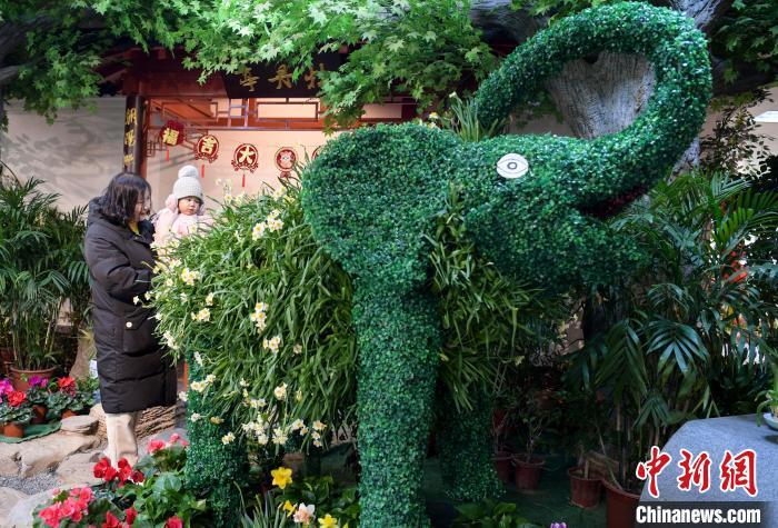 1xBET下载新春见闻）山东济南：市民水仙雕刻艺术作品展亮相(图4)
