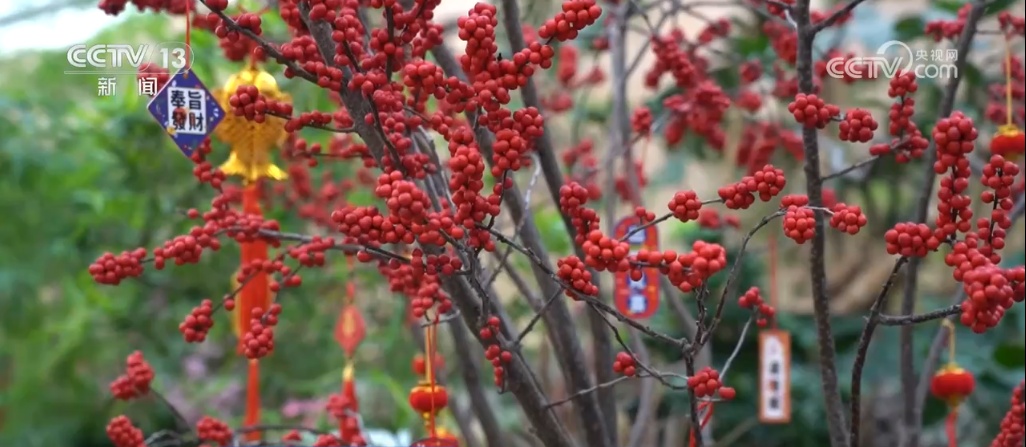 新“花赢博体育平台”样点亮“花”样年 “美丽经济”带动花卉消费“一路缤纷”(图4)