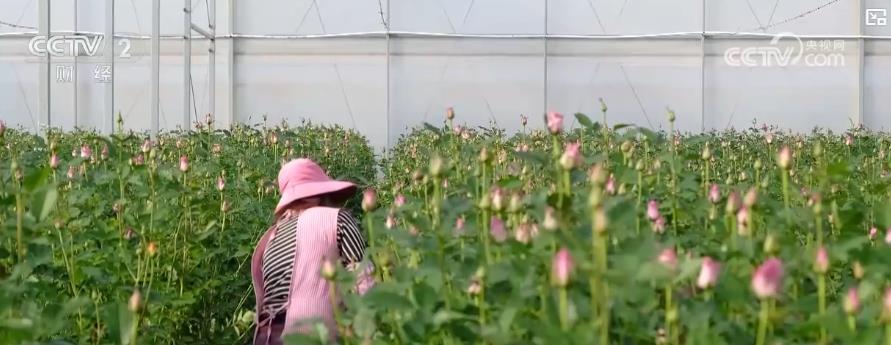 乐动体育下载节后鲜花消费热度不减 “美丽经济”延续火热行情(图1)