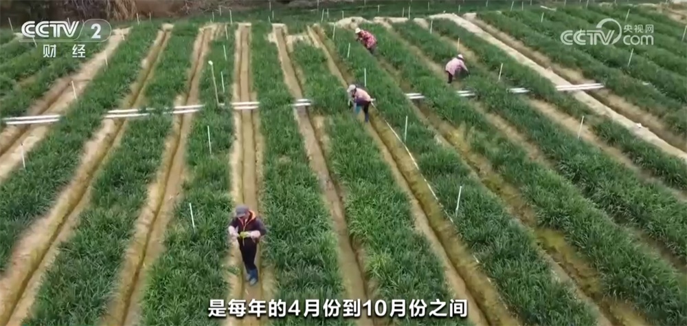 奇异果体育·(中国)官方网站时令蔬果“抢鲜”上市丰富百姓餐桌 “数”“智”联动带(图3)
