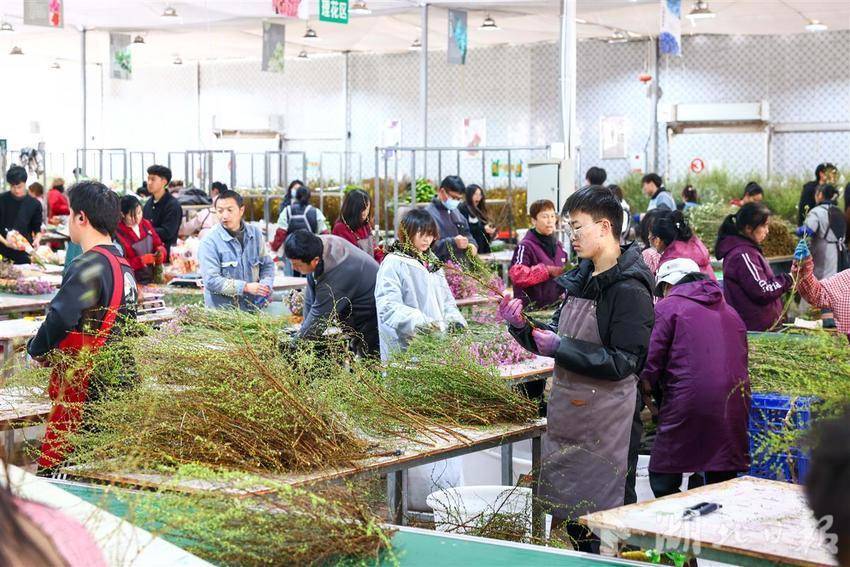 利川小伙链接电商平台武陵山深处建起鲜花“盒马村”(图1)