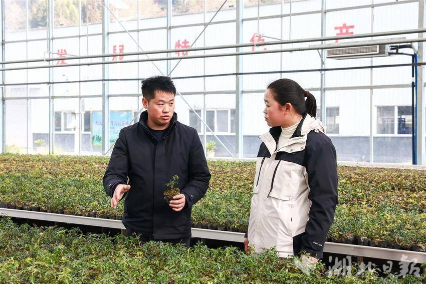 利川小伙链接电商平台武陵山深处建起鲜花“盒马村”(图2)