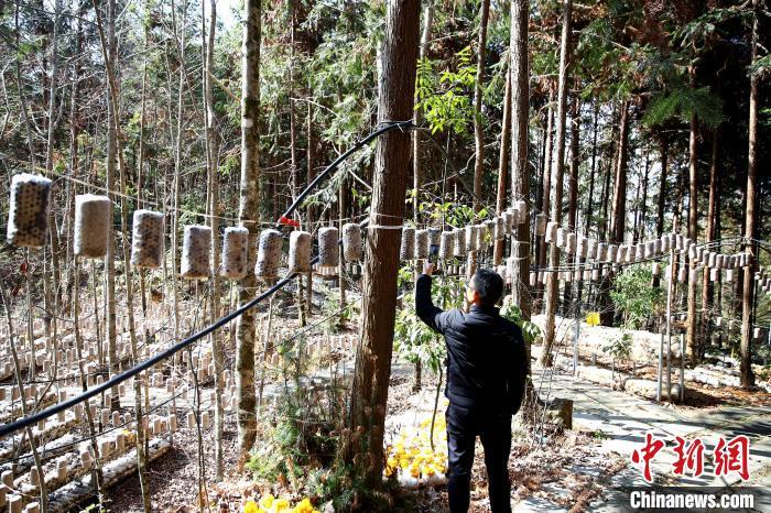ope体育官网新春见闻）走进江西广昌旴江林场：林下经济助农增收致富(图2)