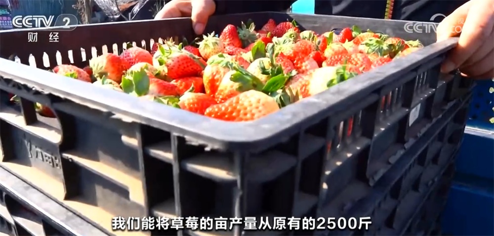奇异果体育·(中国)官方网站时令蔬果“抢鲜”上市丰富百姓餐桌 “数”“智”联动带(图8)