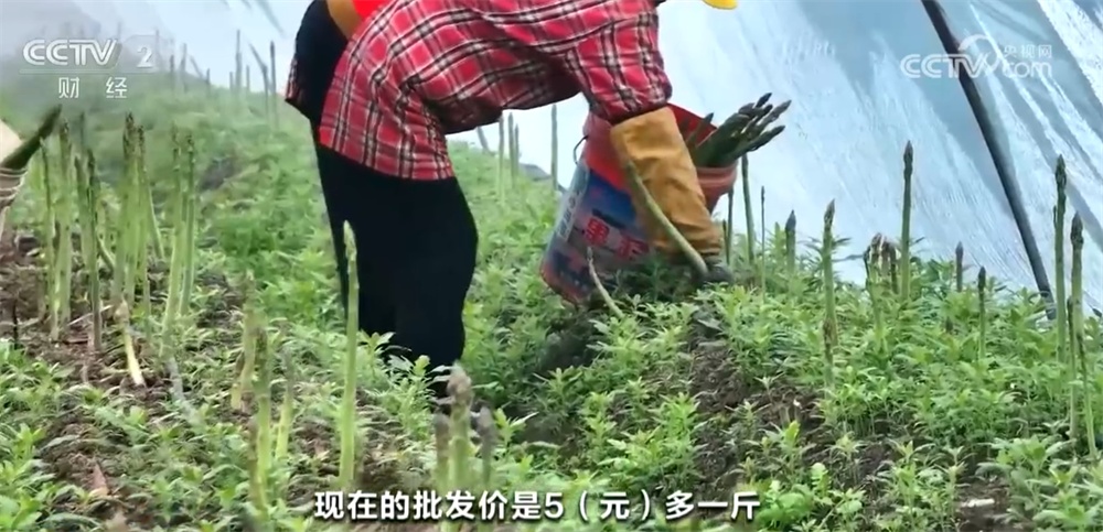 奇异果体育·(中国)官方网站时令蔬果“抢鲜”上市丰富百姓餐桌 “数”“智”联动带(图5)
