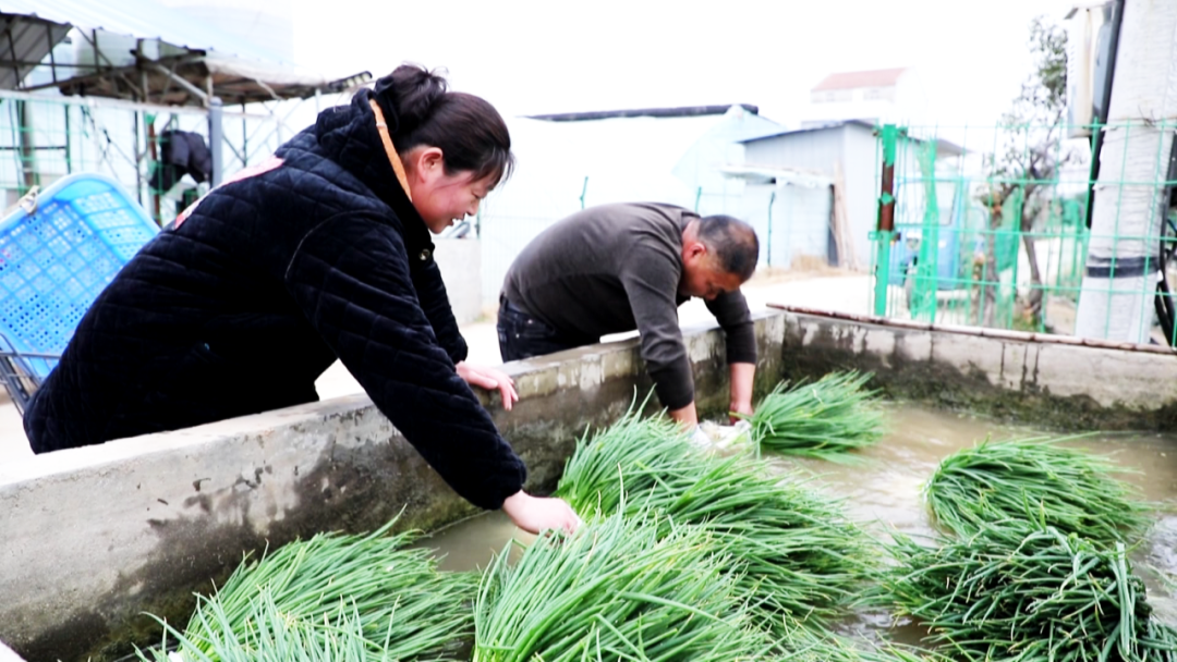 孝昌花园：大棚蔬菜喜获丰收 “菜篮子”成增收“钱袋子”