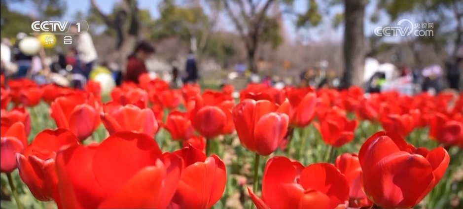 美丽产业→幸福产业“花样”经济别样绽放(图9)