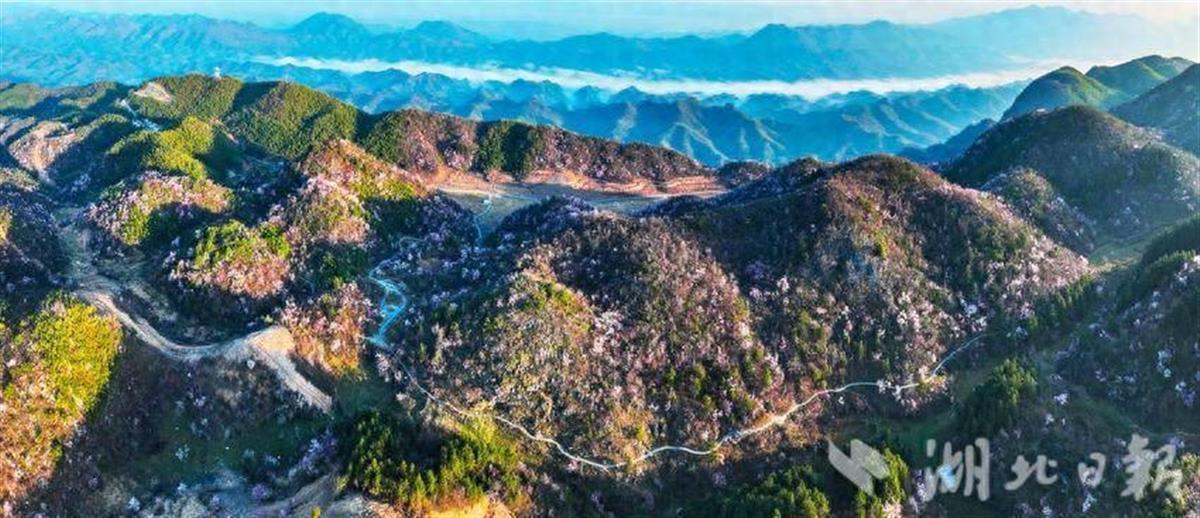 相逢崇阳，赴一场10万亩野樱之约