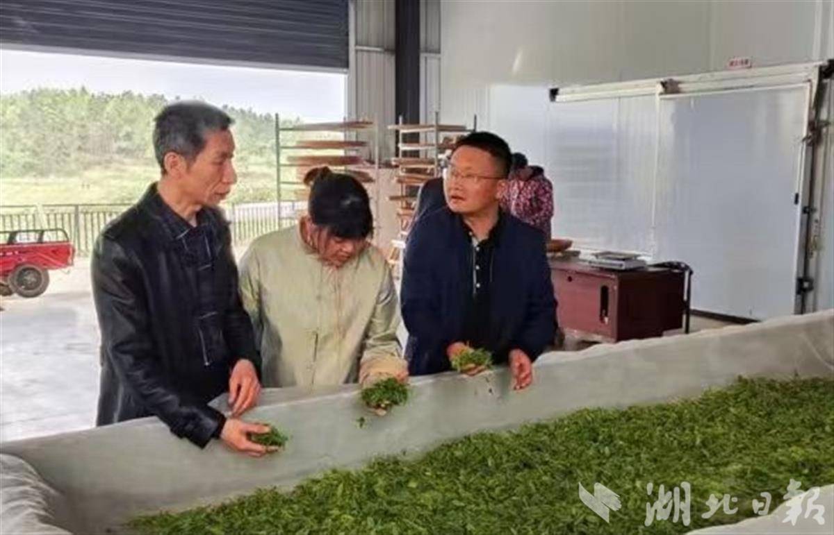 新雷火竞技茶采摘在即 武汉培训茶业技能人才(图2)