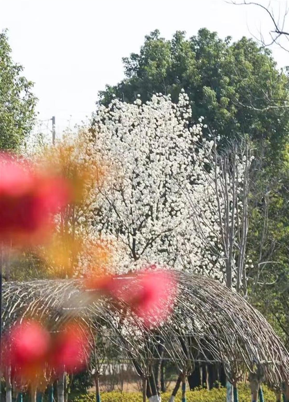 相约春天开云体育入口赏樱花极目新闻记者带您打卡武汉三镇赏樱地(图11)