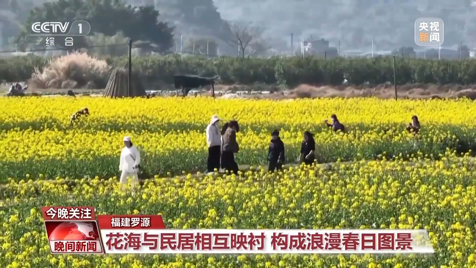 创意盆栽云端花海 一键get踏青赏花新体验美嘉体育平台(图2)