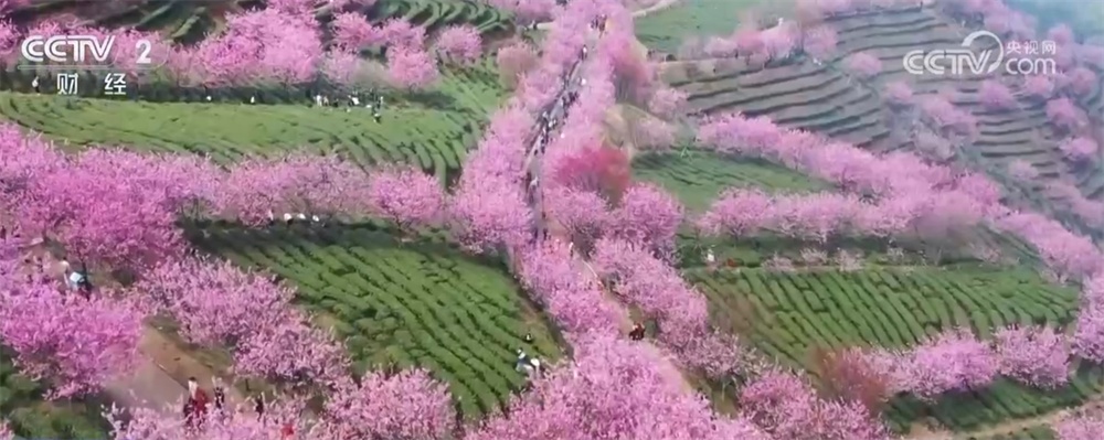 九游娱乐：“高铁赏花游”逐渐成为旅游市场新热点“春日经济”热力升腾(图2)