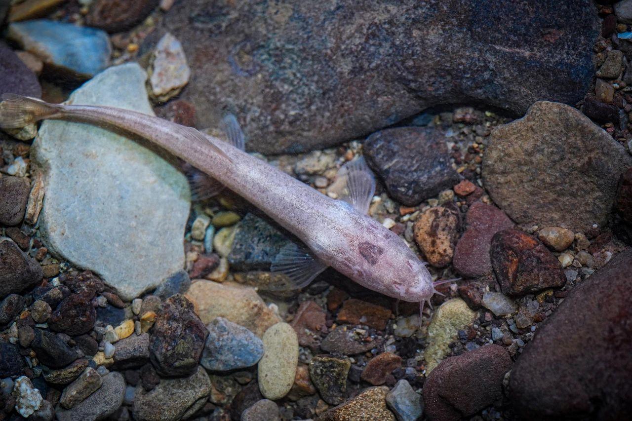 Chuandong Mountain Loach！在长江主要水流以北的地区