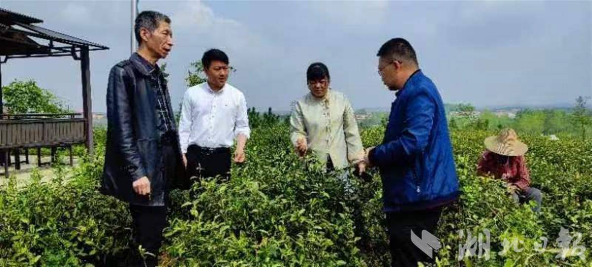 新雷火竞技茶采摘在即 武汉培训茶业技能人才(图3)