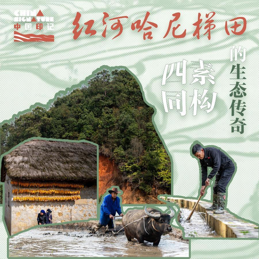 中国印记｜红河哈尼梯田：“四素同构”的生态