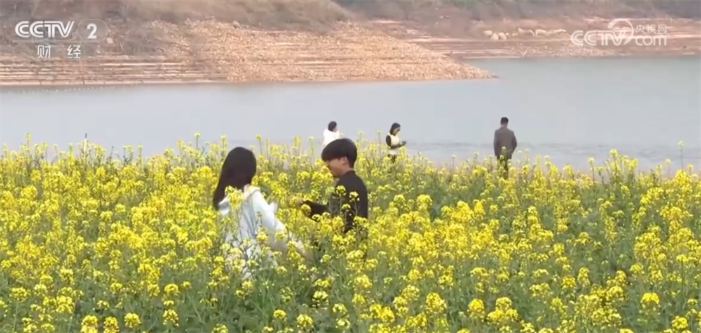 九游娱乐：“高铁赏花游”逐渐成为旅游市场新热点“春日经济”热力升腾(图4)