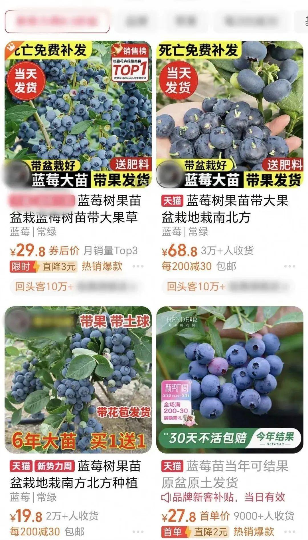 开云体育下载从上百元一斤到99元一盒“网红水果”大降价(图2)