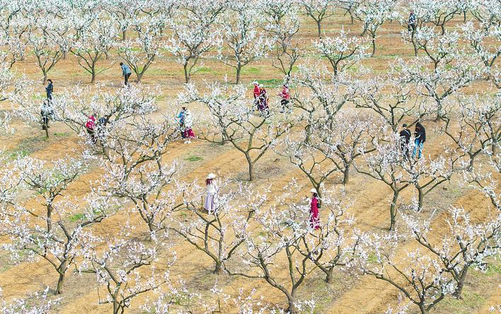 20个境外旅行团同期荆楚赏花 湖北赏花游热度一路高涨