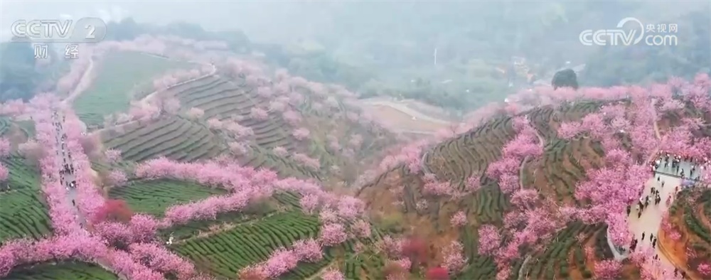 九游娱乐：“高铁赏花游”逐渐成为旅游市场新热点“春日经济”热力升腾