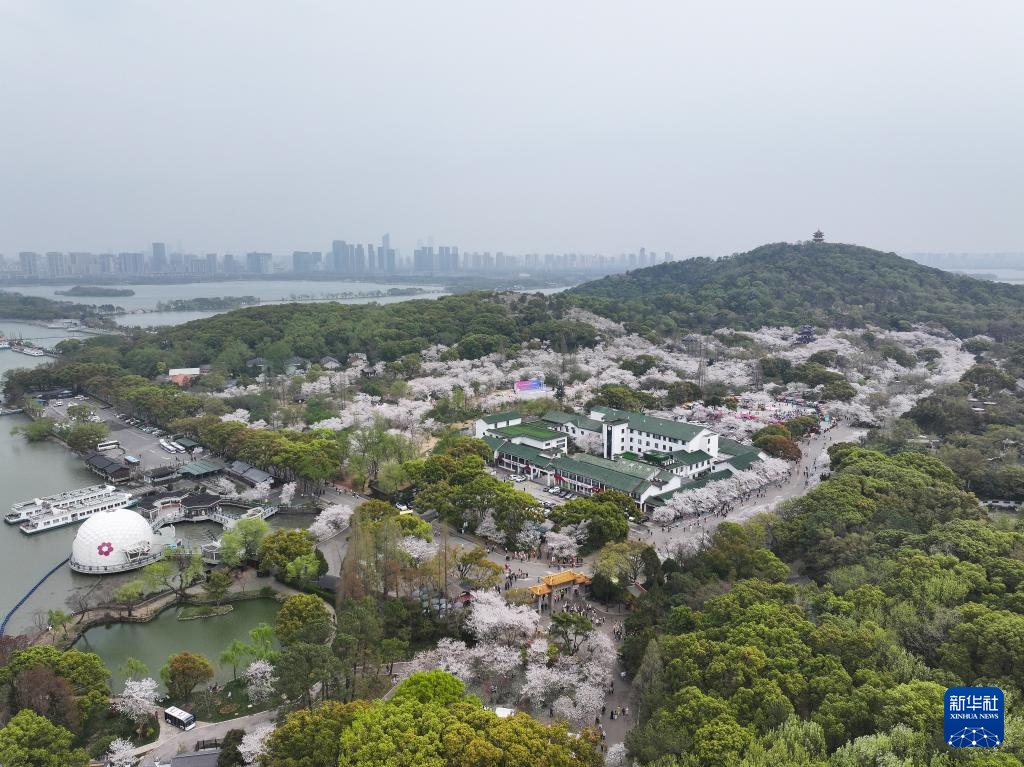 Wuxi，Jiangsu：Yunetouzhu的夏季樱花开花很棒的游客