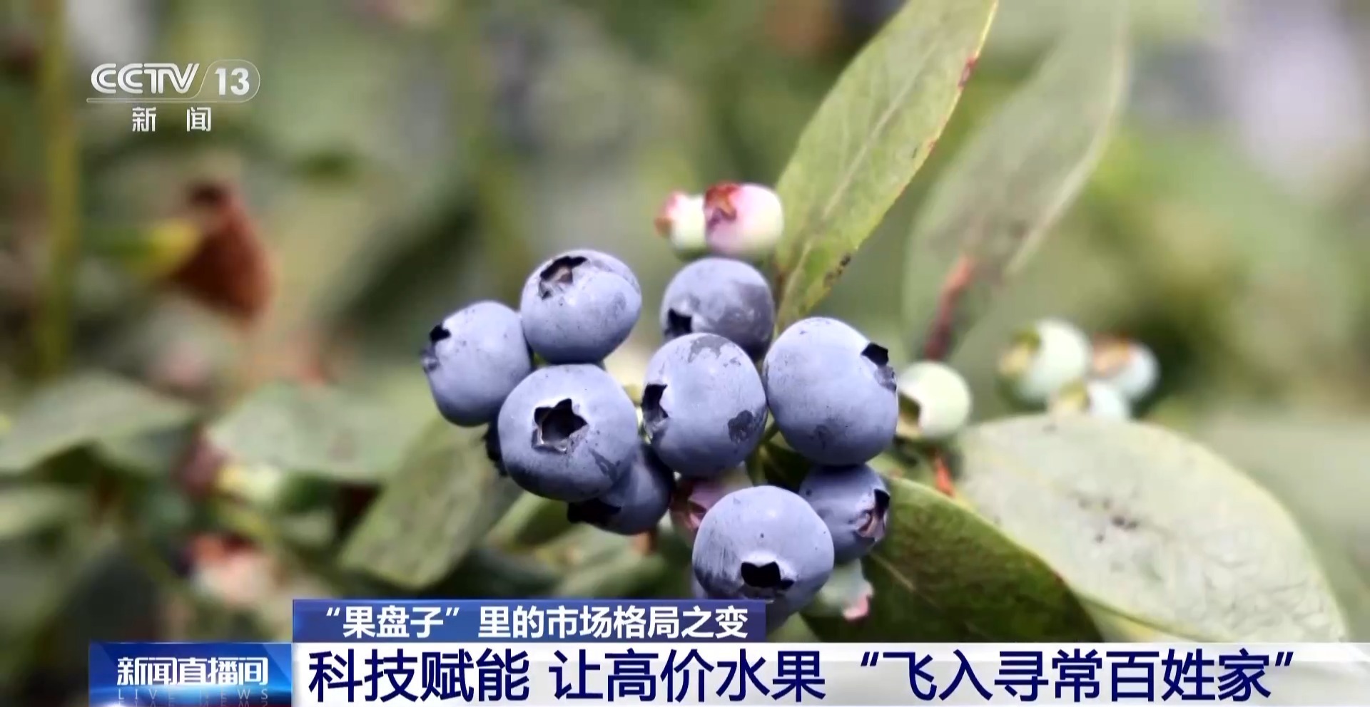 开云体育下载昔日“水果刺客”变身“亲民爆品” 用科技把水果价格打下来(图7)