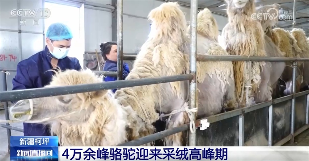 问，给骆驼采绒分几步？一起到“新疆驼城”看一看↓