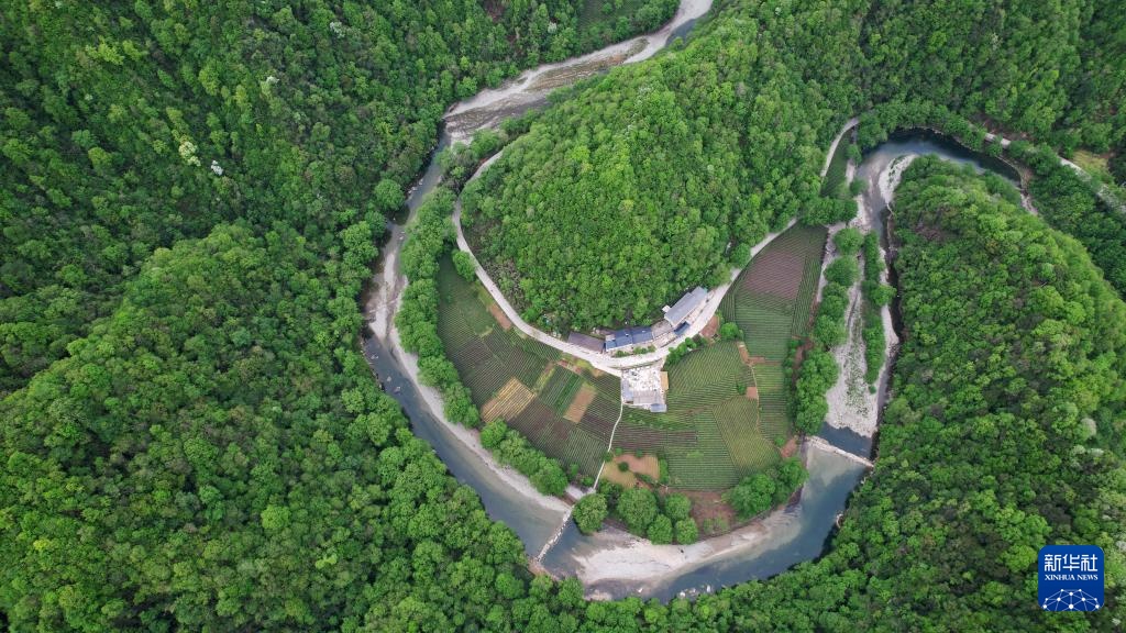 甘努县康县：茶的香气不间断
