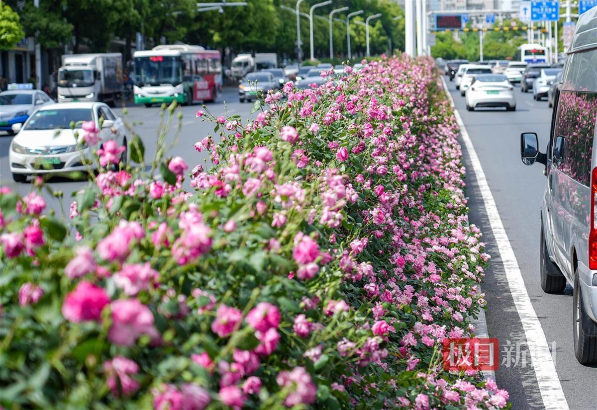 罗斯爆炸了街道，浪漫而诱人！随着时间的流逝