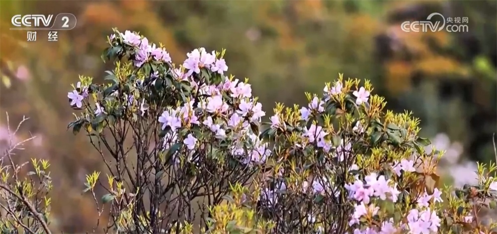 “赏花游”带火村庄文旅消费 春日经济“一路繁花”绘就生机图景