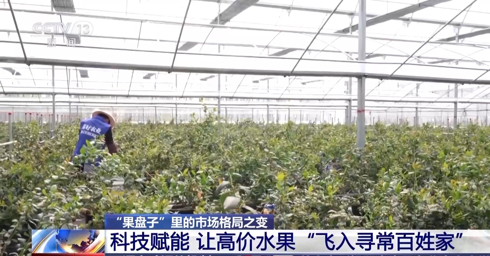 开云体育下载昔日“水果刺客”变身“亲民爆品” 用科技把水果价格打下来(图8)