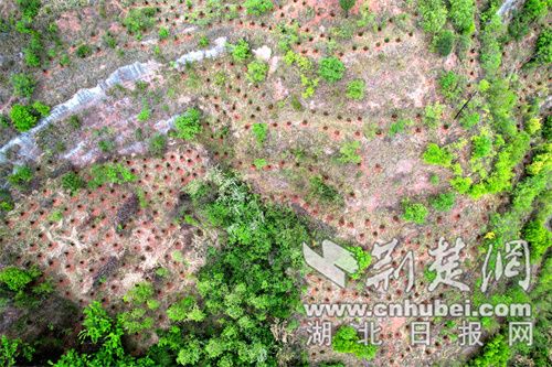 Zhushan县：春季绿化和维护很忙
