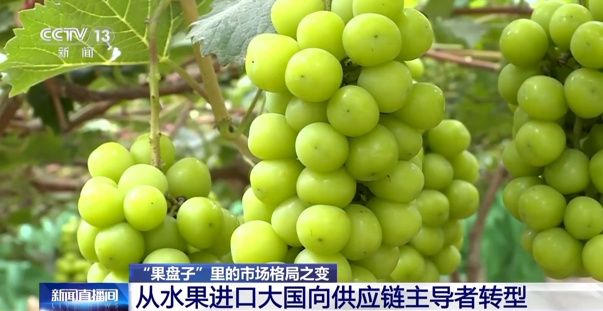 开云体育下载昔日“水果刺客”变身“亲民爆品” 用科技把水果价格打下来(图13)